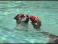 Amazing Jack Russell Terrior
