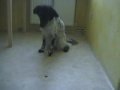 very obedient dog very obedient dog