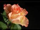 Rayna 10.000