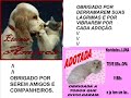 Homenagem aos protetores dos animais.