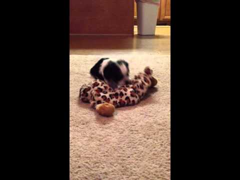 Pongo playing with toy at 5 weeks