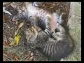 I cucciolotti cominciano a giocare