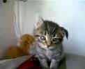 Introducing Squeak