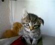 Introducing Squeak