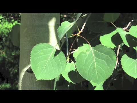 how to transplant aspen saplings