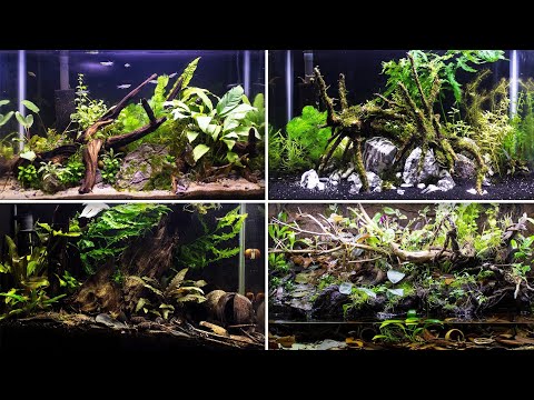 YouTube reptile video