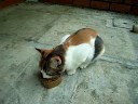 Cat enjoying the cat food