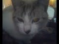BexTV: Kitten Frenzy!
