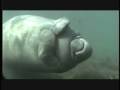 videos de Sharing the Coast - Manatees