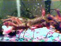 Crayfish Fight - Meat eaters - Non Vegan - Feed Me Crayfish Fight - Meat eaters - Non Vegan - Feed Me