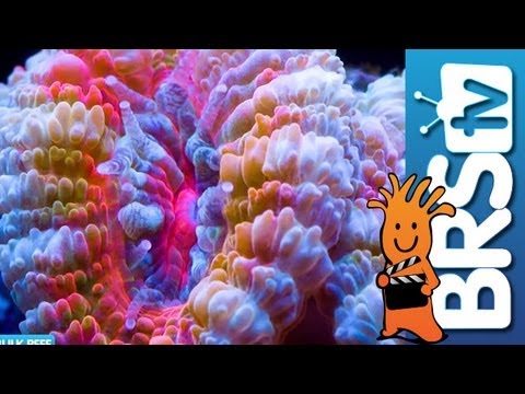 how to care for lps coral