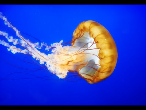 how to relieve pain from jellyfish sting