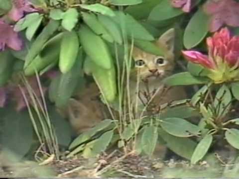 Tout ce que vous avez toujours voulu savoir sur LES CHATS