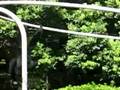 Rare Siamang howling monkeys