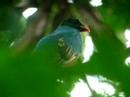 Pavonine Quetzal