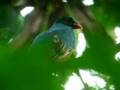 Pavonine Quetzal