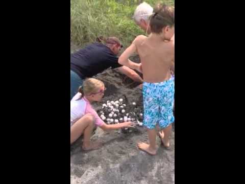 how to transplant turtle eggs