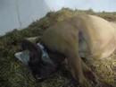 Rollestone Leonidas Being Born
