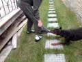 doberman attack