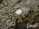 Wildflowers of the Columbia Gorge