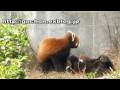 videos de レッサーパンダ２