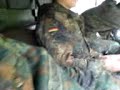 NATO Pause