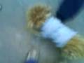 videos de Perro Drogo VIII