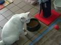 videos de Jack Needs a Home.  Adopt Him!