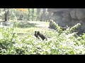 Horror, Bear attack Horror, Bear attack