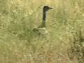 avutarda hembra - great bustard female