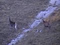 Avvistamento di due cervi sul Monte Genzana