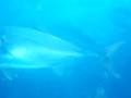 videos de Yellowtail Kingfish (Seriola lalandi)