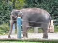 Elephant getting her groove on.