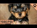 The Best 29 Black Maltese Yorkie Poodle Mix