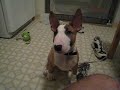 Winston learns commands