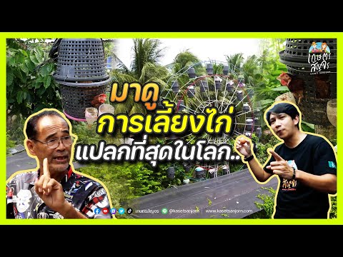 เลี้ยงไก่ไข่ในตะกร้า ไก่ชิงช้าสวรรค์ 1 เดียวในโลก ได้ทั้งไข่ ได้ทั้งปุ๋ย | เกษตรสัญจร