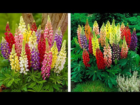 how to care for lupins after flowering
