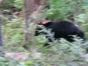 Black Bear