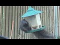 Squirrel on the Bird Feeder