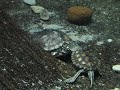 Yellow-blotched Map Turtle Yellow-blotched Map Turtle