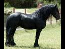 Natasha Bedingfield - Wild Horses Natasha Bedingfield - Wild Horses