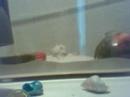 How to set up a Crabitat How to set up a Crabitat