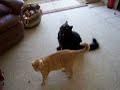 Cats Dance to Hooked on Classics Cats Dance to Hooked on Classics