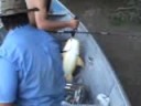 Surubim Cachaça no Pesca sem fronteiras Surubim Cachaça no Pesca sem fronteiras