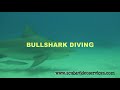 Scuba Diving Holidays Playa Del Carmen Mexico Swine Flu Free