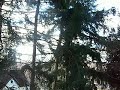 Windy Day in Syracuse, New York