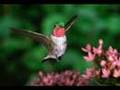 Beauty of Nature   Hayat G�zel   O Var !   