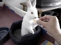 Sweet rabbit, Sorina