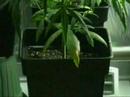 Plantas madres & sus esquejes //weedster.TV