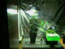 Plantas madres & sus esquejes //weedster.TV